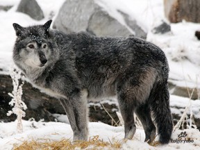 A grey wolf is seen in this file photo.