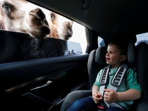 A child sits in a car as the Hungarian National Circus opens a drive-in Safari Park during the coronavirus disease (COVID-19) outbreak, in Szada, Hungary May 19, 2020.