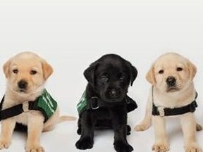 Lions Foundation of Canada future guide dogs.