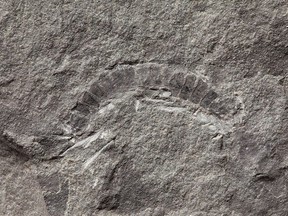 A fossil of a 425 million-year-old millipede called Kampecaris obanensis and unearthed in Scotland is shown in this undated handout photo released to Reuters on May 27, 2020.