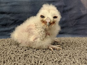 Spotted owl chick Chick J is photographed here at 11 days old at the Northern Spotted Owl Breeding Program in Langley, B.C. .