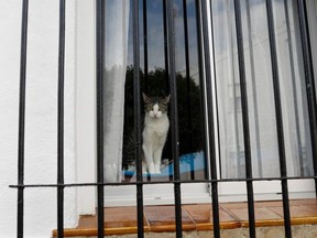 A cat looks out from a window, during lockdown amid the coronavirus disease (COVID-19) outbreak, in Ronda, Spain, April 18, 2020.
