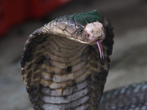 Unable to kill off his wife by resorting to a viper, a man from India accused of murder allegedly executed his crime by using a venomous cobra, according to reports.