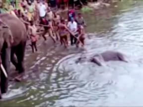 People pull the body of a dead pregnant elephant out of the water, after the animal was possibly fed a firecracker-stuffed pineapple and died, in Malappuram, India, May 27, 2020 in this still image taken from a video.