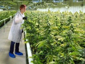 Cam Battley checks plants in one of the ten marijuana grow rooms inside the company's 55,000 square foot medical marijuana production facility near Cremona, Alberta on Wednesday July 27, 2016.
