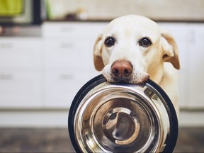 Who feeds the family dog can become a source of tension for a family.