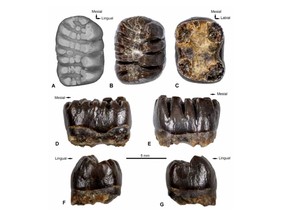 Tiny teeth, which belonged to a species called Magallanodon baikashkenke, on a dig near Torres del Paine National Park, are pictured in an article published by Natural History Museum of Chile.