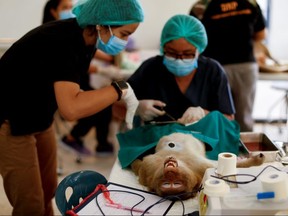 A monkey is sedated as veterinarians from the the Department of National Parks carry out a sterilization procedure in Lopburi, Thailand June 22, 2020.