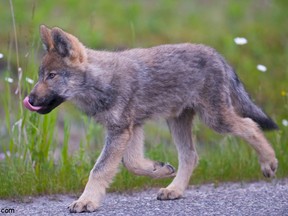 A wolf pup in Banff National Park.