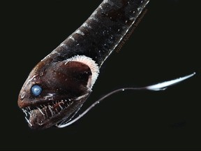 The ultra-black Pacific blackdragon (Idiacanthus antrostomus), among the deep-sea fish found to have a unique arrangement of pigment-packed granules that enables them to absorb nearly all of the light that hits their skin so that as little as 0.05% of that light is reflected back, is seen in this image released in Washington, D.C., July 16, 2020.