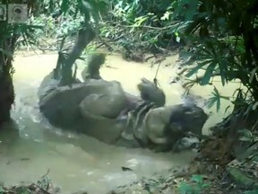 A seven-year-old male Javan rhinoceros enjoys a mud bath in Ujung Kulon National Park in Banten, Indonesia, June 5, 2020, in this still image from video obtained via social media. Video taken June 5, 2020.