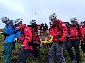 A handout picture released by Wasdale Moutain Rescue on July 26, 2020 shows volunteers carrying Daisy, a 55kg St Bernard dog down from Scafell pike, one of England's highest peaks near Grasmere in northwest England.