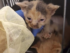 150 sick cats have been rescued from a Toronto home.