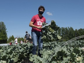 Prime Minister Justin Trudeau looks up as he harvests broccoli at the Ottawa Food Bank Farm in Ottawa with his family, on Canada Day, Wednesday, July 1, 2020.