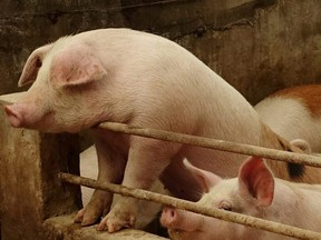 Pigs are seen on a farm at a village in Changtu county, Liaoning province, China, Jan. 17, 2019.