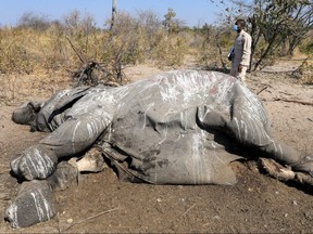 Dr. Wave Kashweeka, Principal Veterinary Officer, stands over the carcass of an elephant found near Seronga, in the Okavango Delta, Botswana, July 9, 2020.