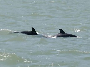 Dolphins swim in the Tagus River, near Lisbon, Portugal July 3, 2020 in this still image obtained from a social media video.