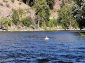 An American man is in custody after police allege he illegally jumped the border then tried to evade officers by floating down a river in British Columbia. A man is seen in the Kettle River near Grand Forks, B.C., in a July 24, 2020, police handout photo.