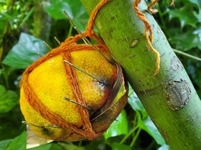 A lemon tied to a tree branch and speared with multiple sewing needles is shown in a police handout image.