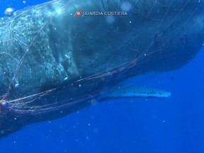 Italian coastguard divers work to free a sperm whale caught in a fishing net at sea north of the Sicilian Aeolian Islands in this still image taken from a video, Sunday, July 19, 2020.
