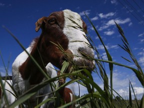 A herd of goats munch on grass and weeds at Confluence Park in Calgary on June 21, 2016.