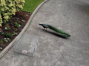 An aggressive male peacock avoids a trap in Victoria last week in a handout photo. Animal control officers in Victoria have evicted a male peacock from an apartment entranceway after the bird's daily courtship activities escalated to an attack on a resident.