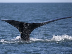 In this March 28, 2018, file photo, a North Atlantic right whale appears at the surface of Cape Cod bay off the coast of Plymouth, Mass.