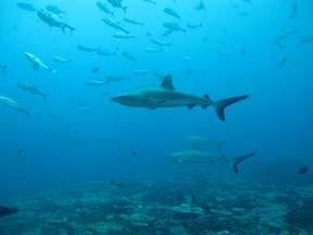 Grey reef sharks, the subject of a study on social behaviour among sharks, are seen in the Pacific Ocean around the Palmyra Atoll, about 1,000 miles (1,600 km) southwest of Hawaii in this undated photo released on Aug. 12, 2020.
