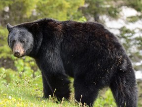 A black bear is seen in Jasper National Park.