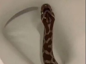 Social media image of a snake coming up a toilet in Texas.