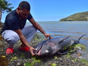 An unidentified man looks at the carcass of a dolphin that died and washed up on shore at the Grand Sable, Mauritius, Wednesday, Aug. 26, 2020.