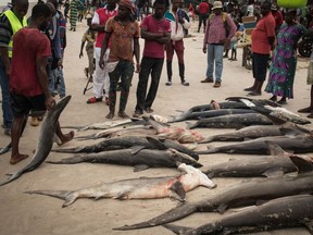 Artisanal fishermen and fisheries department officials survey a recently unloaded haul of different shark species at Songolo Beach, Congo Republic November 14, 2019.