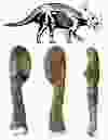 Three views of the fossilized leg bone with malignant bone cancer of the Cretaceous Period horned dinosaur Centrosaurus apertus, which lived approximately 76 million years in what is now Alberta, and a diagram of the animal’s body are seen in this image released Monday, Aug. 3, 2020.