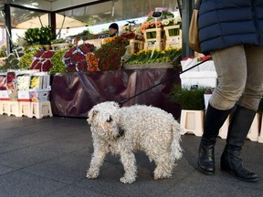 A dog owner with her dog passes near a flower stand on a weekly market in Berlin, Germany, March 14, 2020.