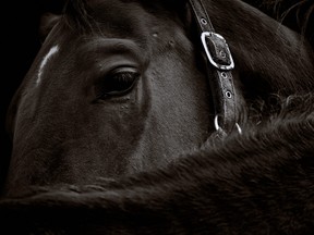 Close-up of a dark brown horse head with its bridle on black background