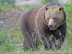 Photo of grizzly bear No. 136, known as Split Lip, in Banff National Park.