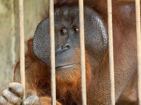 An orangutan named Samson is seen inside a cage at an illegal conservation site in Kendal, Central Java province, Indonesia, August 5, 2020.