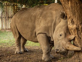 Najin, the oldest of the two northern white rhinos, is seen in a secured pen before undergoing the ovum pick-up procedure at the Ol Pejeta Conservancy near Nanyuki, Kenya August 18, 2020.