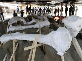 Mammoth bones are pictured at a site where archaeologists and workers of Mexico's National Institute of Anthropology and History (INAH) work at a site where more than 100 mammoth skeletons have been identified at an area where a new international airport is currently being built, in Zumpango, near Mexico City, Mexico Sept. 8, 2020.