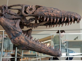 A cast of the mosasaur Gnathomortis stadtmani's bones mounted at Brigham Young University's Eyring Science Center are seen in Provo, Utah, in an undated photograph.