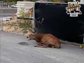 In this screengrab of  a video posted on Twitter by AVA Compiegne, a panting deer collapses on a stretch of asphalt next to a construction project outside the city of Compiegne on Saturday.