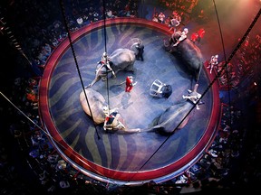 John Vernuccio of Italy and his elephants perform during the "History" show at the Arlette Gruss Circus in Bordeaux, February 4, 2014.