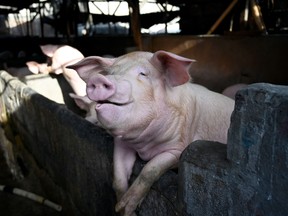 A hog looks on from its pen at a pig farm in Denpasar, Indonesia's Bali island on February 5, 2020. Hundreds of pigs have died from African swine fever in Bali, marking the Indonesian holiday island's first recorded outbreak, authorities said Feb. 5, after the illness claimed some 30,000 hogs in Sumatra.