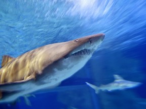 A bull shark swims at an aquarium in December 2016. LOIC VENANCELOIC VENANCE/