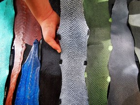 Ictyos co-founder and President Benjamin Malatrait shows sheets of salmon and sturgeon leather at the company's showroom in its workshop in Saint-Fons, near Lyon, France, September 17, 2020.