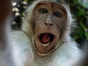 Monkey taking a selfie, trying to steal a camera. Monkey Forest, Ubud, Bali, Indonesia, Asia.