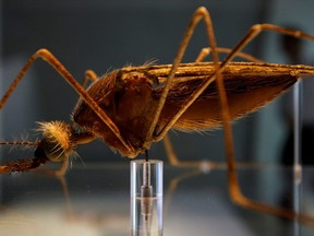 A man walks behind a model of an Anopheles mosquito in the new Darwin Centre at the Natural History Museum, in London, Sept. 8, 2009.