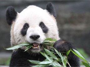Er Shun, a 12-year-old adult female panda currently at the Calgary Zoo.