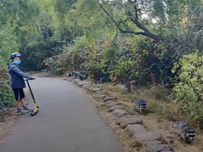 Marc Estoque was walking with his son through Golden Gate Park in San Francisco, California, recently when they encountered 14 raccoons.