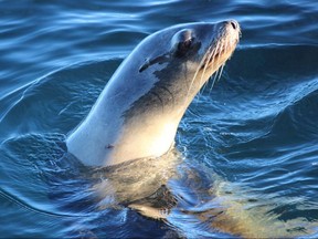 A sea lion plays in the waters near the Santa Cruz Wharf.
